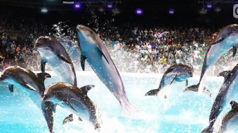 В одесском цирке дельфиниха утопила малыша из-за издевательств
