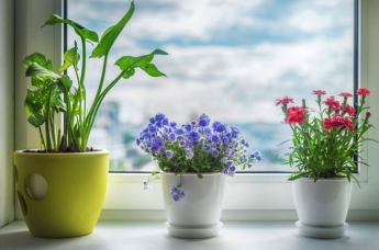 Комнатные растения по фен-шуй: цветы семейного счастья