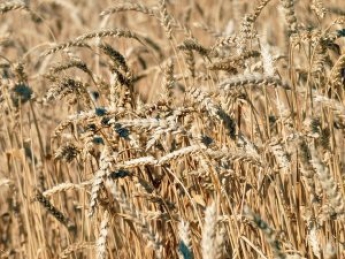 "Х*й вам". Под Одессой фермер ответил рейдерам надписью на поле пшеницы: фото