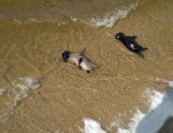На центральный пляж Запорожья выбросило мертвых щенков (фото)