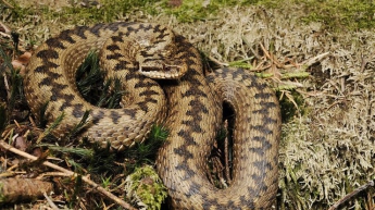 В Полтавской области ребенок угодил в реанимацию из-за укуса змеи