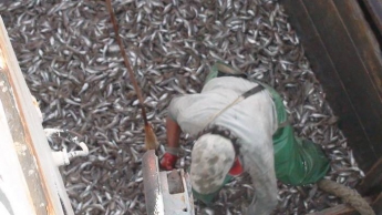 СБУ раскрыла преступную схему вылова рыбы, которую "наладили" на Азовском море (видео)