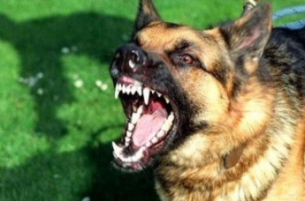 В Николаеве бродячий пес разорвал лицо 4-летнему мальчику