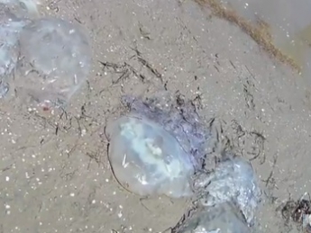 Берег в Кирилловке усыпан медузами (видео)