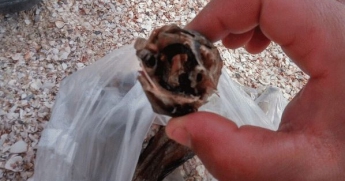 В Кирилловке на пляже продали рыбу с червями (фото)