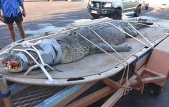 Гигантского крокодила поймали после 8-летней охоты (фото)