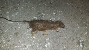 Улицы оккупированного Севастополя заполонили крысы (Фото)