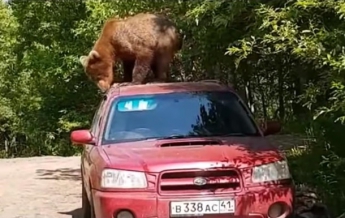 В России медведь попытался проникнуть в салон авто (видео)