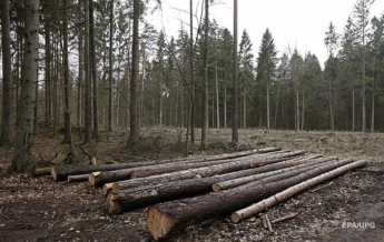 Кабмин решил бороться с незаконной вырубкой леса