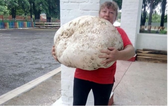 В Киевской области нашли гриб весом около 18 кг (фото)
