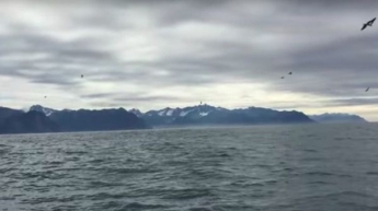 Чоловік у човні просто знімав чайок, але після 55 секунди відео сталося неймовірне! (видео)