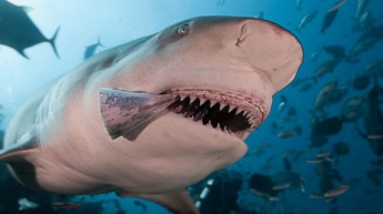 Дерзкие воры украли акулу из-под носа охраны (видео)