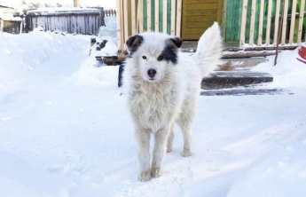 Побачивши, кого ховав під собою пес який замерзав на морозі, люди були в шоці ..