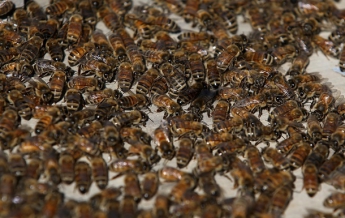 Названа причина массового мора пчел в Украине