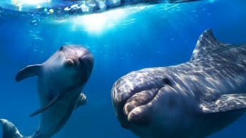 Ученые рассказали, что значит участившаяся гибель дельфинов в Азовском море