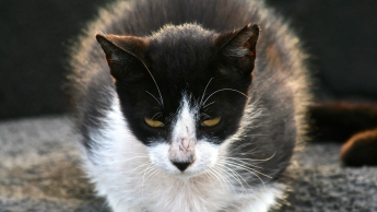 В Мелитополе бездомные коты нападают на прохожих