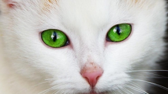 Всемирный день кошек: самые смешные и трогательные фото