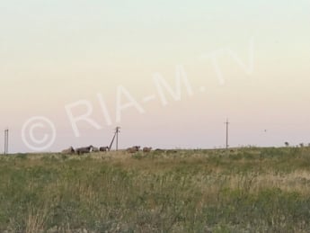 В Кирилловке в заповеднике «Остров Бирючий» показали, как отлавливают животных (видео)
