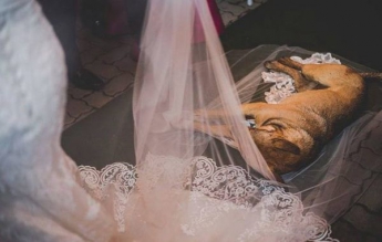 Під час весілля у храм увійшов безпритульний собака і ліг на фату нареченої. Ось що сталося далі!  (фото)