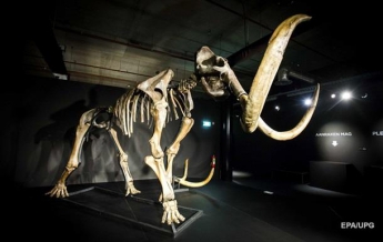Ученые нашли скелет мамонта с мягкими тканями и шерстью (фото)