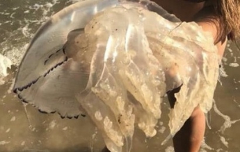 В Кирилловке нашли огромную медузу (фото)