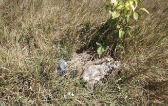 В Запорожье нашли человеческие останки  (ФОТО 18+)
