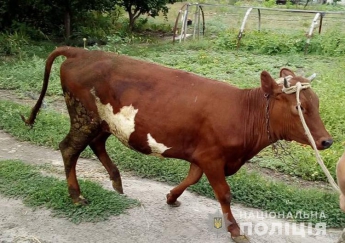 Сельчанин пойдет под суд за кражу коровы (фото)