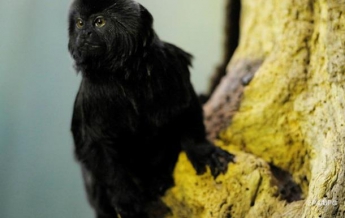 В Швеции обезьяна сбежала из зоопарка и отправилась в фастфуд