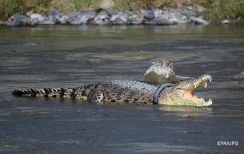 На пляже в Ялте нашли мертвого крокодила (фото)