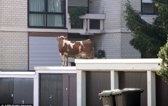 Сбежавшая из фермы корова нашлась на крыше гаража (видео)