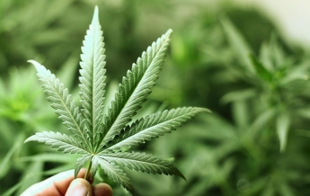Трубка показала марихуану легализации марихуаны в чехии