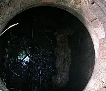 В спальном районе Запорожья под землей обнаружили истощенное животное (ФОТОФАКТ)