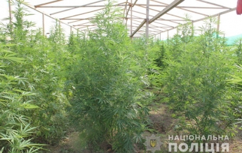 На Закарпатье обнаружили плантацию марихуаны (видео)
