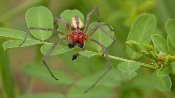 В Украине появился ядовитый паук: как уберечься и что делать при укусе