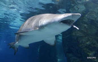 В США мужчина погиб после нападения акулы