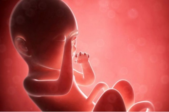 Девять месяцев в утробе за четыре минуты: что происходит с детьми до их рождения