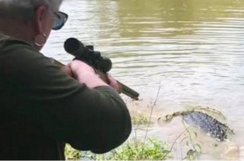 Техасская стрельба: бабушка-мэр застрелила 3-метрового аллигатора, который съел ее пони. ФОТО, ВИДЕО