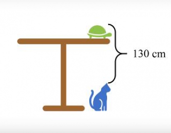 Кот, стол, черепаха: задача для школьников поставила в тупик взрослых (видео)
