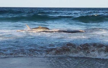Акула выбросилась на берег, чтобы поесть (видео)