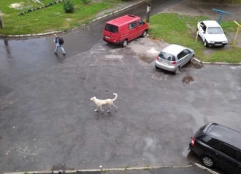В Мелитополе агрессивного пса предложили ловить полиции (фото)