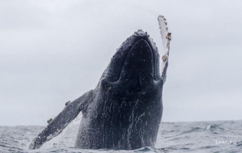 В Аргентине два дня спасали горбатого кита (видео)