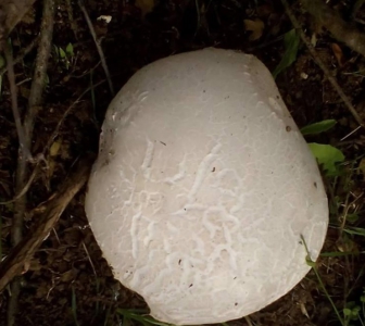 Фото дня: во дворе жителя запорожского курорта выросли гигантские съедобные грибы