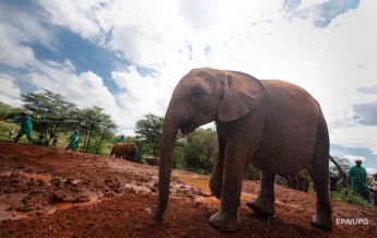 В Индии туристы еле сбежали от разъяренного слона