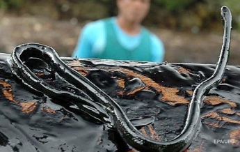 В водах Австралии впервые от укуса морской змеи умер мужчина