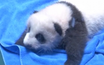 В зоопарке Китая показали двухмесячных панд (видео)