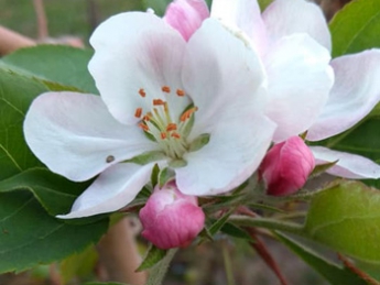 Фотофакт: В Мелитополе зацвели яблони