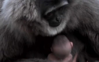 В британском зоопарке родился серебристый гиббон (видео)