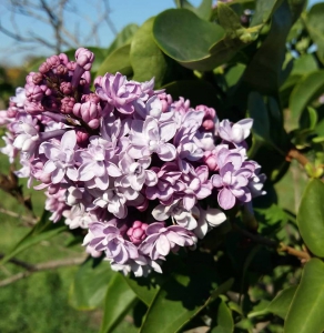 Ну и октябрь: Мелитополь продолжает цвести и пахнуть (фото)