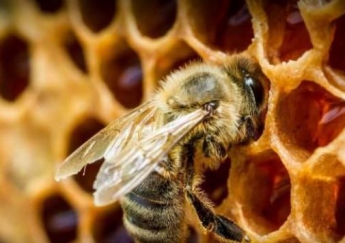 Ученые раскрыли необычную связь между пчелами и солнечными затмениями