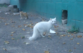 Кошку с тремя котятами вышвырнули на улицу (фото)
